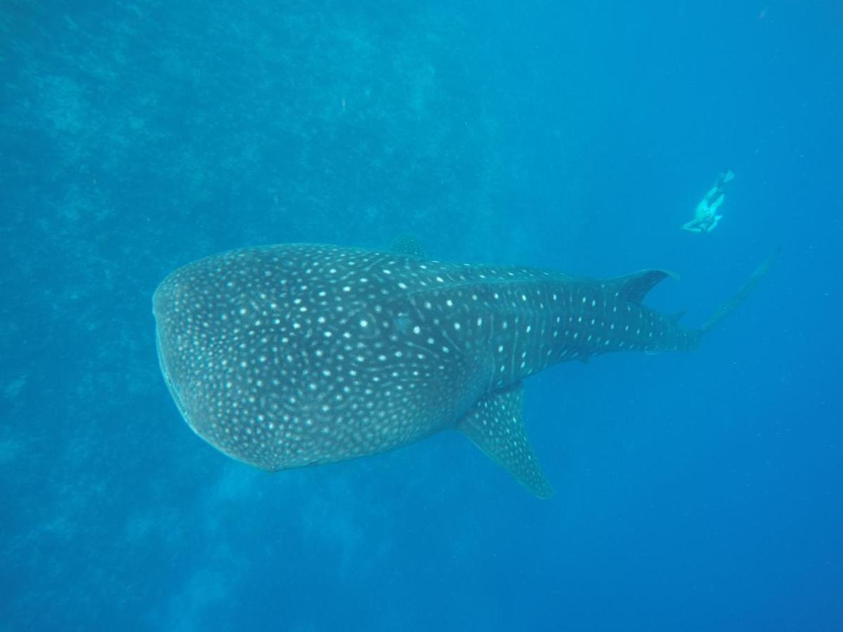 Отель Dhivehi Experience Дигура Экстерьер фото